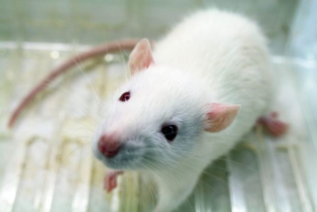 臨床前動物實驗